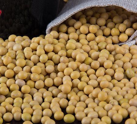 食品科技 供应信息 豆类 厂家直供非转基因农家自产纯农产品